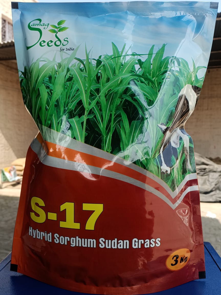 Hybrid Sorghum Sudan Grass S-17